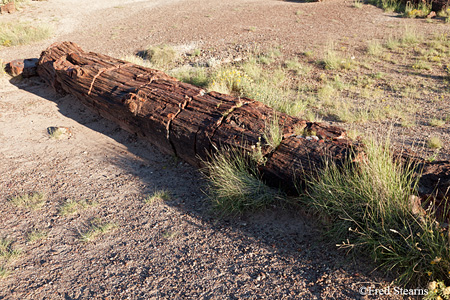 Petrified Forest National Park Rainbow Forest